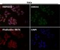 Anti-p16 INK Monoclonal Antibody